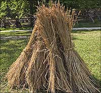 Wheat sheaves are set out to dry in the sun before being stacked.