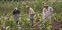 Free Scots profited from tobacco; others sweated in the fields.