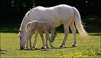 Mare and foal at play in the fields of grass and clover.