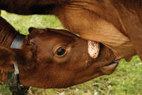 Some 100 Milking Devons were all that remained when the breed came to Williamsburg.