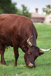 As the bicentennial approached in 1976, the search for breeds familiar to Colonial Americans raised concerns about genetic loss.