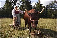 Manager of rare breeds Elaine Shirley prepares to milk one of Colonial Williamsburg's Devon cows.