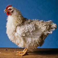 Top to bottom, four of the five breeds raised and exhibited at Colonial Williamsburg: Nankin, Frizzle, Polish, and Silkie.