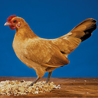 Top to bottom, four of the five breeds raised and exhibited at Colonial Williamsburg: Nankin, Frizzle, Polish, and Silkie.