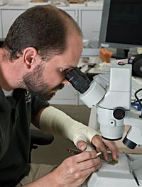 Jamestown conservator Michael Lavin works with a microscope to clean the age-thinned metal of the pendant.