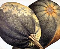 A circa 1590 watercolor of pumpkins by Jacques de Morgues