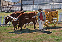 Darin Tschopp and his team of oxen deliver barrels