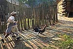 Girl chasing a rooster