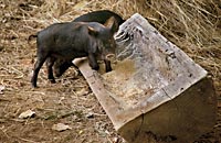 Young Ossabaws, the pigs Colonial Williamsburg chose for its rare breed program of animals to represent eigtheenth-century livestock.