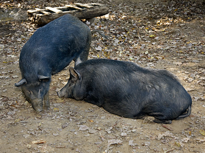 pigs sleeping